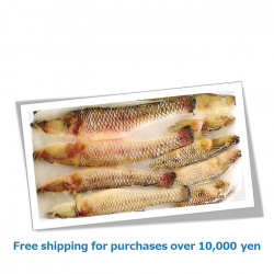 BAILA FISH 500g / バイラ魚[12080064]