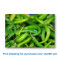 super-hot-green-chili-indo-200g-13011132-13011132